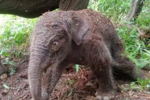 Anak Gajah Sumatera Lahir di Taman Nasional Tesso Nilo