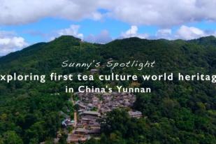 UNESCO Jadikan Warisan Budaya Teh Pertama Dunia di Yunnan China