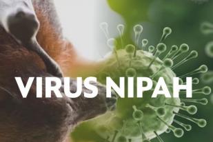 BRIN: Virus Nipah Berpotensi Masuk ke RI