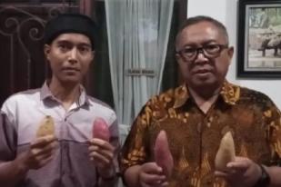 Ubi Madu Sukabumi Tembus Pasar Ekspor