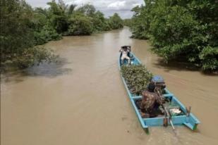 RI Rehabilitasi 59.000 Hektare Mangrove