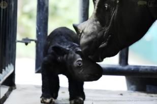 Seekor Anak Badak Lahir di TN Way Kambas