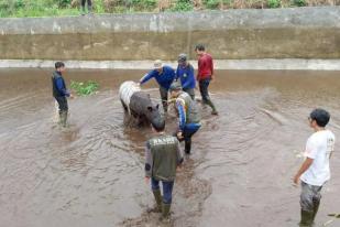 Seekor Tapir Dievakuasi dari Kolam Benih Ikan