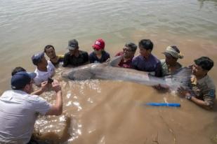 Penampakan Ikan Lele Raksasa Mekong Kamboja