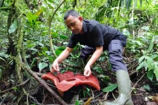 Lima Rafflesia Tuan Mudae Mekar di Agam