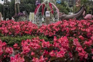 Begonia Pingxiangensis Ditemukan di China Selatan