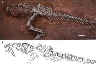 Ilmuwan Identifikasi Spesies Dinosaurus Sauropoda Baru di Yunnan