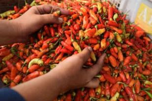 Harga Cabai Rawit Rp102.200/Kg, Telur Ayam Rp31.650