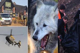 Serigala Kabur Timbulkan Kepanikan di Inggris