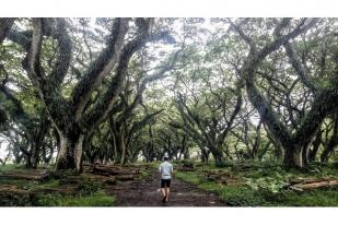 Wisatawan Serbu Hutan “Lord of The Rings” Banyuwangi