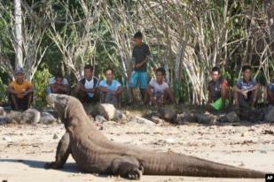 Pemerintah Rencanakan Tutup Pulau Komodo untuk Publik Setahun