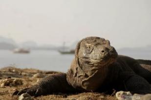 Pemerintah Akan Bangun Museum di Pulau Komodo