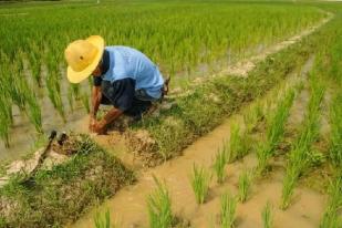 Generasi Milenial Enggan Bertani, Produksi Pangan Terancam