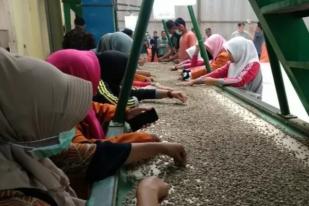 Kopi Gayo Ditolak Pembeli Eropa