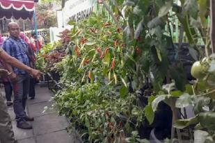 Yogyakarta Sukses Kembangkan Kampung Sayur