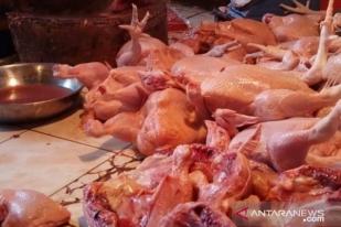 Harga Ayam Naik Capai Rp40 Ribu per Kilogram