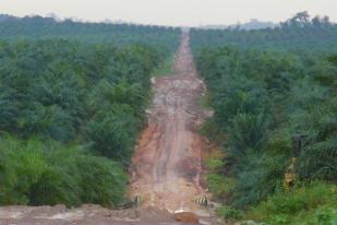 Greenpeace: Indonesia Salah Satu Wilayah dengan Hutan Hujan Tersisa