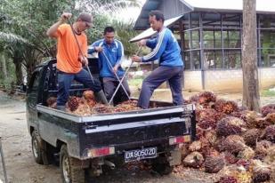 Kehati: Intensifikasi Sawit Tanpa Buka Hutan