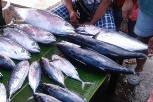 Harga Ikan Cakalang Segar Masih Mahal di Ambon