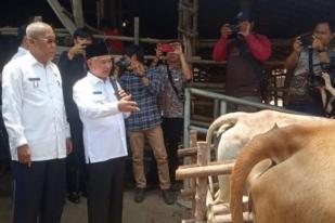 OKU Timur Pecahkan Rekor Muri, Inseminasi Sapi Terbanyak