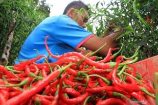 Harga Cabai Palu Masih Bertahan Tinggi