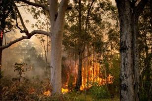 Kebakaran Hutan Landa Australia, 850.000 Ha Lahan Musnah