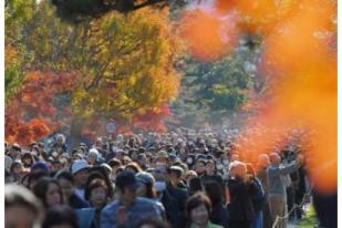 Halaman Istana di Tokyo Dibuka untuk Nikmati Daun Musim Gugur