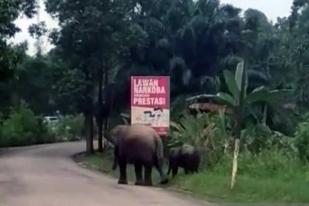 Puluhan Rumah di Aceh Dirusak Gajah Liar