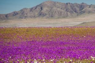 Bunga Mekar di Gurun Atacama Cile