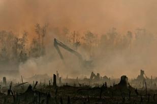 Perusahaan Merek Besar Tersangkut Emisi Karbon Kebakaran Hutan dan Lahan Indonesia