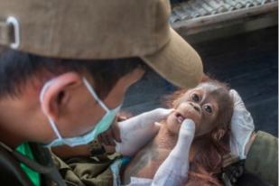 BKSDA Kalbar dan IAR Indonesia Evakuasi Anak Orangutan di Ketapang