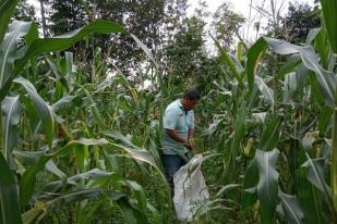 Jelang Pergantian Tahun Permintaan Jagung Belitung Meningkat