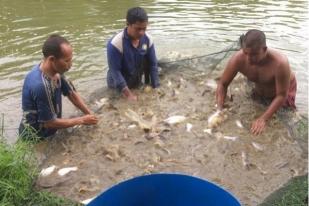 China Tertarik Ikan Patin Riau 500 Ton