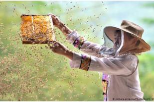 Manfaatkan Aplikasi Berbagi Video, Petani Cina Raup Untung Besar Saat Panen