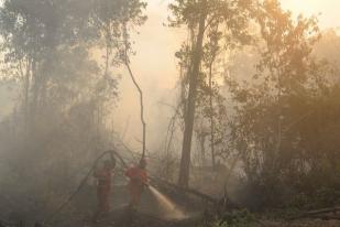 Walhi: Eksploitasi Hutan Berlebihan Paksa Harimau Keluar dari Habitat