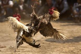 Pria India Tewas Oleh Ayam Sabungnya Sendiri 