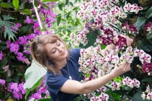 Kew Garden London Gelar Festival Anggrek Indonesia