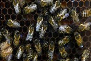 Manfaat Lebah Lebih Besar dari yang Kita Perkirakan