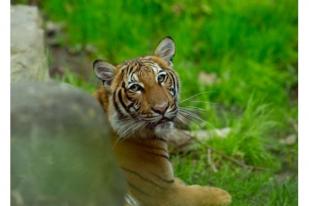 Harimau di Kebun Binatang Bronx Terinfeksi COVID-19