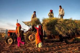 FAO Imbau Masyarakat Beli Makanan dari Usaha Pangan Setempat