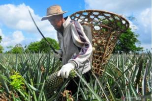 Petani Nanas Siak Kebanjiran Pesanan di Tengah Corona