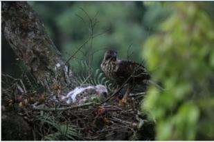 Elang Jawa Kembali Lahir di Gunung Salak