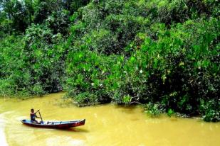 WCC: Orang Kristen Diajak Jadi Pelindung Hutan Hujan 