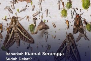 Benarkah Kiamat Serangga Sudah Dekat?