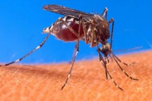 WHO Temukan Kasus Pertama Chikungunya di Kepulauan Karibia