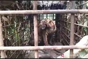 Seekor Harimau Sumatera Tertangkap di Sumatera Barat