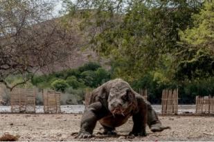 NTT Gratiskan Wisatawan Berkunjung Destinasi Luar TN Komodo