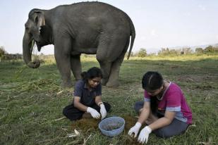 Berani Minum Kopi dari Kotoran Gajah yang Mahal dan Langka?