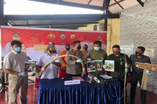 Polisi Tangkap Pemasang Pagar Listrik yang Bunuh Seekor Gajah di Pidi, Aceh