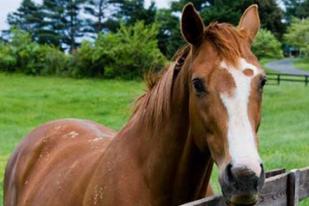 Polisi Prancis Tangkap 21 Orang Terkait Skandal Daging Kuda pada Makanan